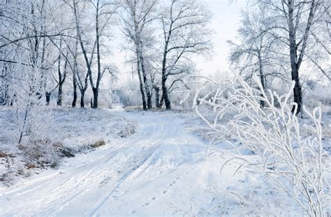 Winter Free Stock Photo - Public Domain Pictures