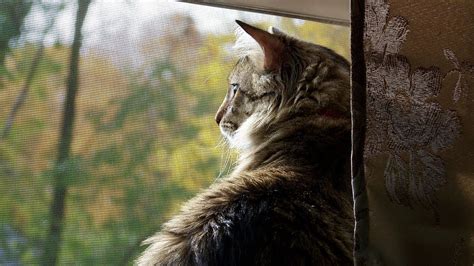 It is therefore important that oral cancer be identified and diagnosed quickly so that appropriate treatment can begin as soon as possible. How to Treat an Abscess on a Cat - Method 2 - YouTube