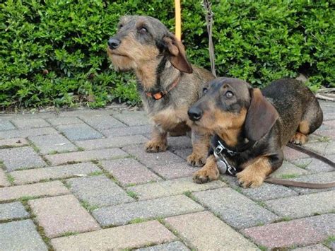 Pin By Jennifer Kniphfer On Teckel Wirehaired Dachsund Dogs Animals