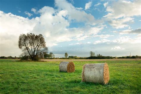 Hay Bales Lying On A Meadow And Lonely Tree Stock Photo Image Of