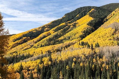 Fall Foliage In Colorado