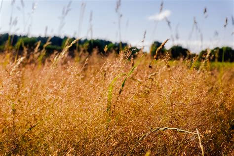 Yellow Grass In The Field Free Stock Image Barnimages