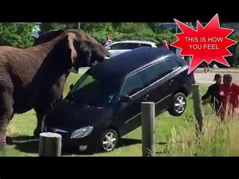 ELEPHANT AUTO INSURANCE - REVIEW - YouTube
