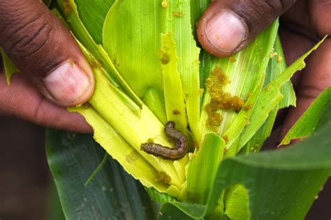 Controlling Fall Armyworms In Your Maize Farm Agcenture
