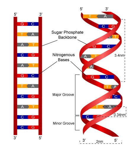 Dna Model