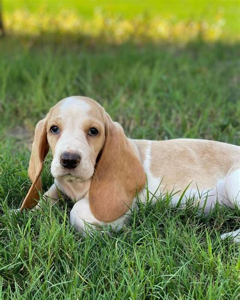 Basset Hound Colors 10 Color Combinations And Markings