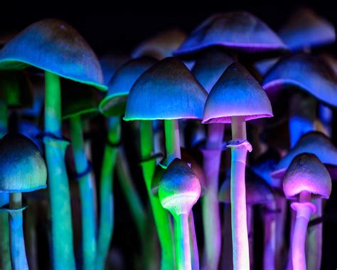 The Ultimate Guide To Psilocybin Benefits Effects Therapy And Treatment