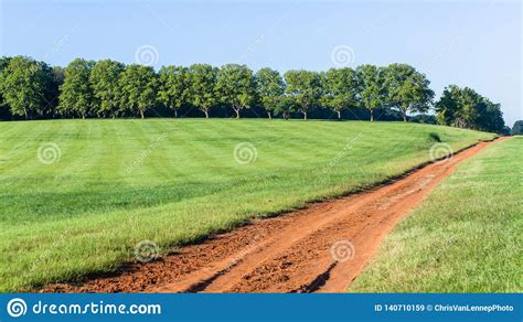 Grass Hillside Trees Dirt Road Summer Landscape Stock Image Image Of