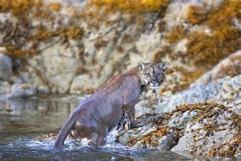 Cougar Gill Merritt Naturetrek Wildlife Holidays Flickr
