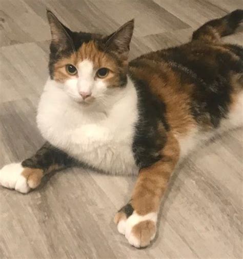 Descended from the near eastern wildcat, they have evolved to require a diet that is rich in animal ingredients, in order to maintain peak health. Stunning Female Polydactyl Calico Kitten For Adoption in ...