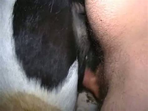 Hombres Follando Con Vacas Porno Bizarro Sexo Extremo Videos XXX Brutales