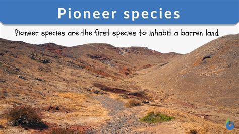 Pioneer Species Definition And Examples Biology Online Dictionary