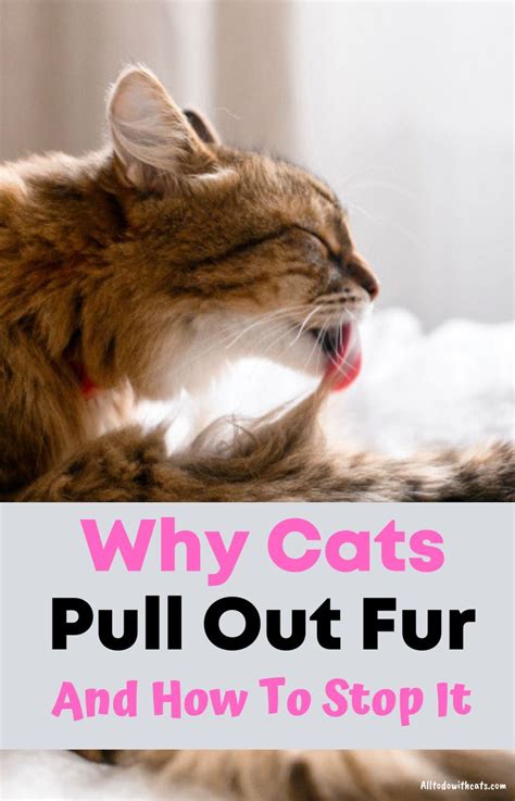 Why Do Cats Pull Out Their Fur And How To Stop It Cats Cat