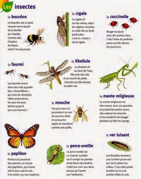 Les Insectes Insectes Documentaire Animaux Science