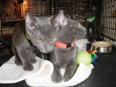The russian blue cat is moderately active. Russian Blue Kittens for Adoption - beautiful! - in Davie ...