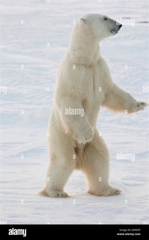 Polar Bear Standing On Hind Feet At Churchill Manitoba Canada Stock