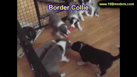 Oct 23, 2019 · the border collie australian shepherd mix combines two intelligent, energetic and affectionate breeds into one fun, active package. Border Collie, Puppies, Dogs, For Sale, In Tampa, Florida, FL, 19Breeders, Fort Lauderdale - YouTube