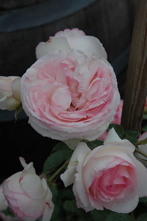 Click To View A Full Size Photo Of Eden Climber Rose Rosa Meiviolin