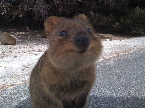Cute Baby Animals Of Australia Slapped Ham
