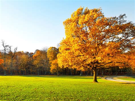 Autumn Trees Beautiful Garden Yellow Leaves Green Grass Sunlight