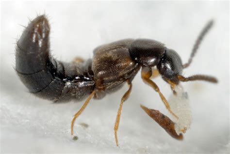 Sciarids And Shore Flies Control With Dalotia Atheta Coriaria