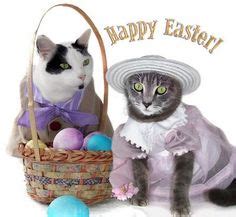Easter Cats Are Wishing You A Happy Easter Upload You Cat Pictures At Showmecats Com