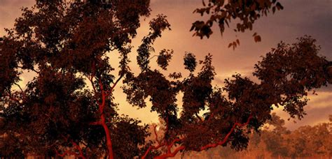 Your panda stock images are ready. Panda Optical Illusion