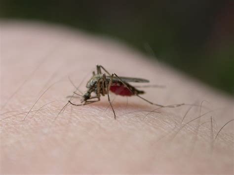 West Nile Virus Kills Two In Romania Ministry Of Health Warns About
