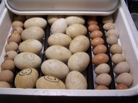 More Incubation Temperature For Goose Eggs Incumaker