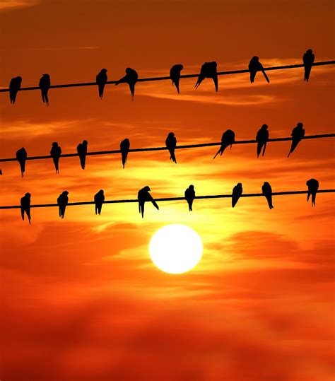 Birds On Wire Sunset Free Stock Photo Public Domain Pictures