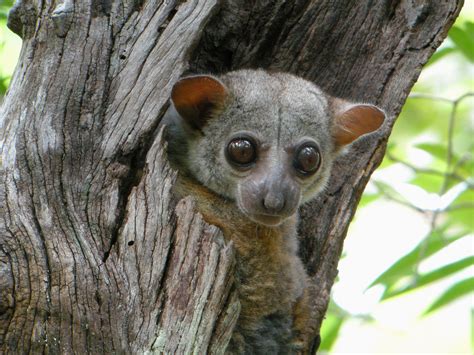 Diary Of A Primatologist Lets Celebrate Lemurs On World Lemur Day