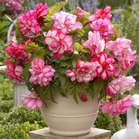 5 Cm To 6 Cm Pink Balcony Begonia Bulbs 3 Pack 20000296 The Home Depot