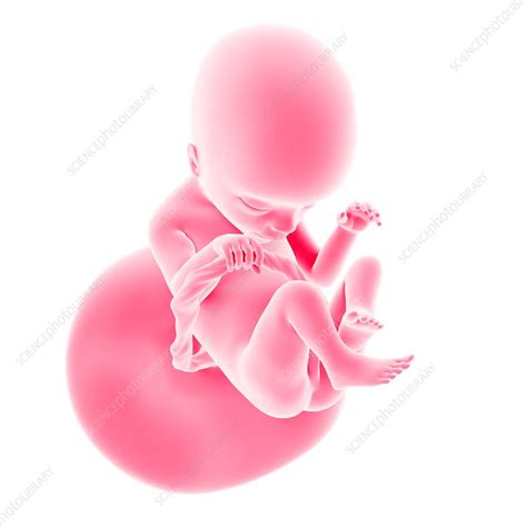 Human Fetus Age 18 Weeks Stock Image F0162252 Science Photo Library