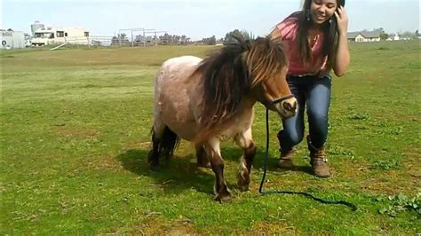 Riding A Miniature Horse Youtube