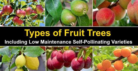 Identifying Trees By Their Fruit