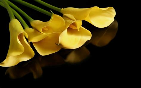 Download Yellow Flower Flower Nature Calla Lily Hd Wallpaper