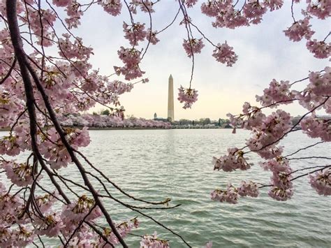 Virtual Field Trip National Cherry Blossom Festival And Smithsonian