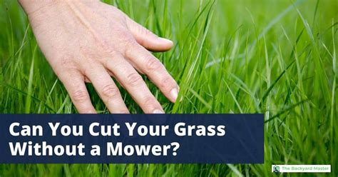 How To Cut Grass Without A Mower 6 Brilliant Options The Backyard Master