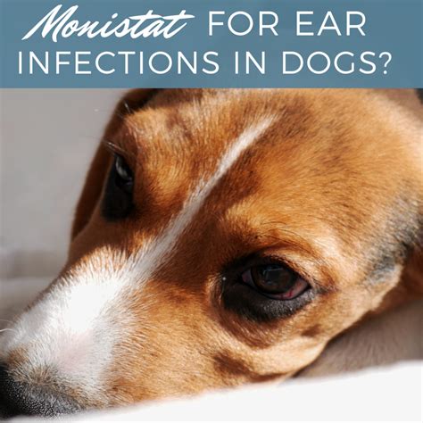 Dog Ear Mites Vs Yeast Infection Images блог довнлоад имагес