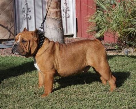 The shorty bulls standard description: Shorty Bull Info, History, Temperament, Training, Puppies, Pictures
