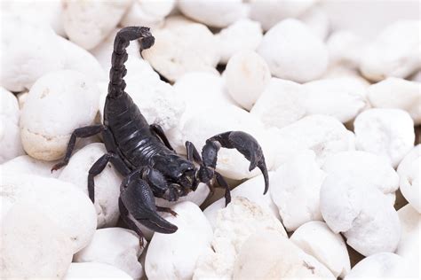 Three Common Types Of Scorpions To Look Out For In Las Vegas Ask Mr