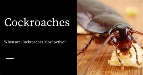 When Are Cockroaches Most Active Pest Control Products