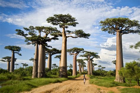 Why Are Some of Africa's Biggest Baobab Trees Dying Off? | WBUR News