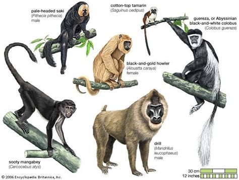 Primate Definition Species Characteristics Classification