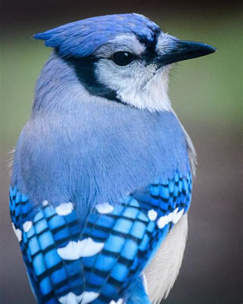 Blue Jay Portrait Rwildlifephotography