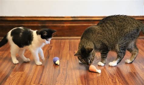 Showed up on the blog conscious cat. it looks good. Smalls: Real Food for Cats Review + Discount | Emily Reviews