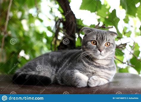 Portrait Of British Shorthair Cat Lying On A Background Of Green Leaves