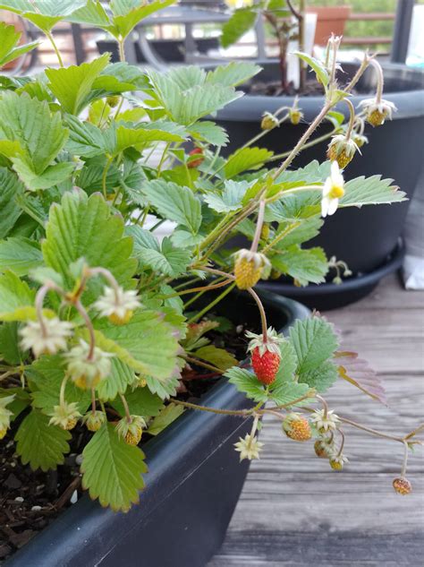 When your strawberry plant is onboard with 1200isplenty : 1200isplenty