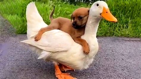 Dog Takes A Ride On Duck Funny Pet Videos Youtube