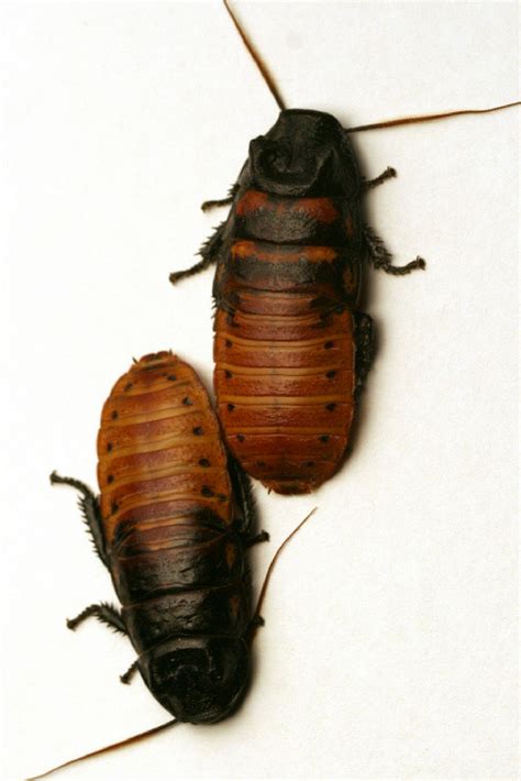 Cockroaches 101 A Guide To Identifying Common Types Of Cockroach